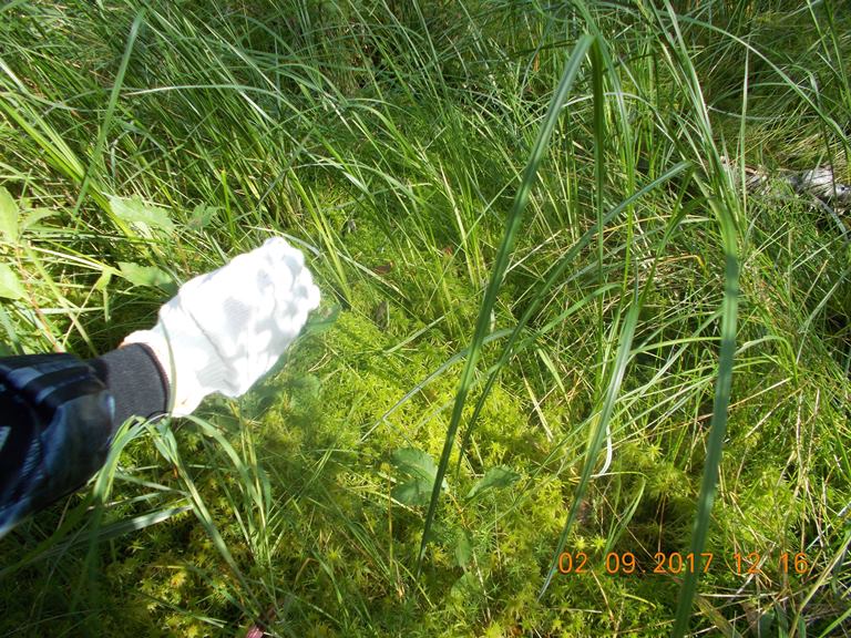 Студенты СГУ им. Питирима Сорокина навели порядок в заказнике «Белый»